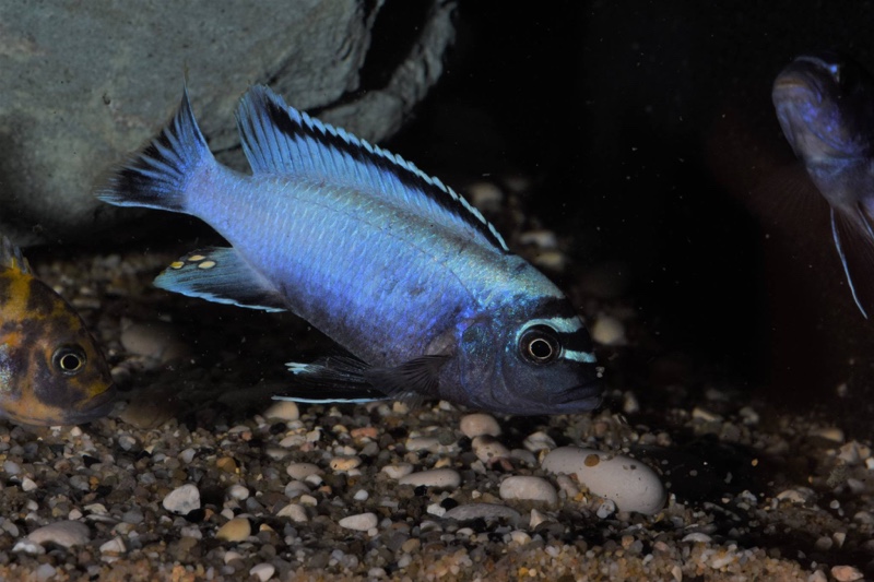 Maylandia koningsi 'Likoma Island'